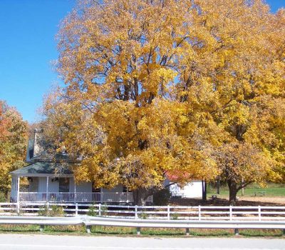 A white house with a porch is partially hidden behind large trees with bright yellow autumn leaves, next to a white fence and a road under a clear blue sky.